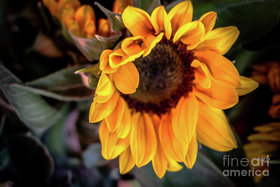 Sunflower Glow Photograph by Colleen Kammerer