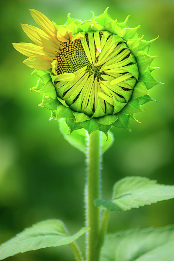 Sunflower Glow Photograph by Stewart Helberg
