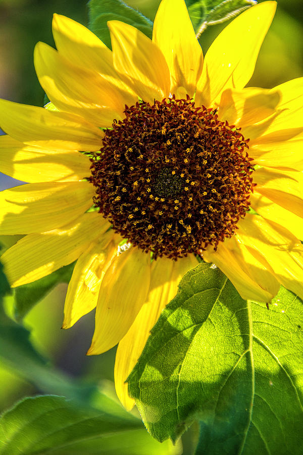 Sunflower Glowing Photograph by Pamela Dunn-Parrish