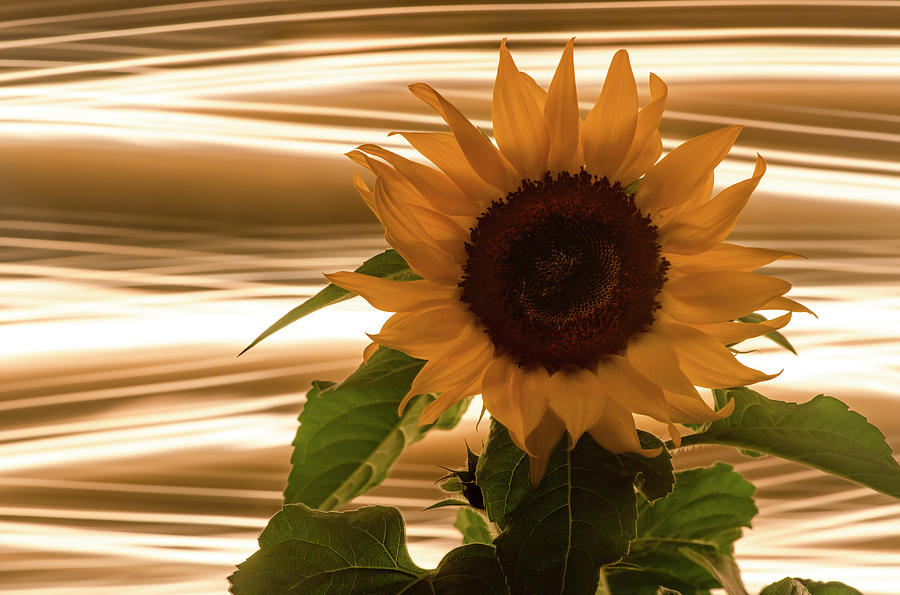 Sunflower Golden Rays Photograph by Pelo Blanco Photo