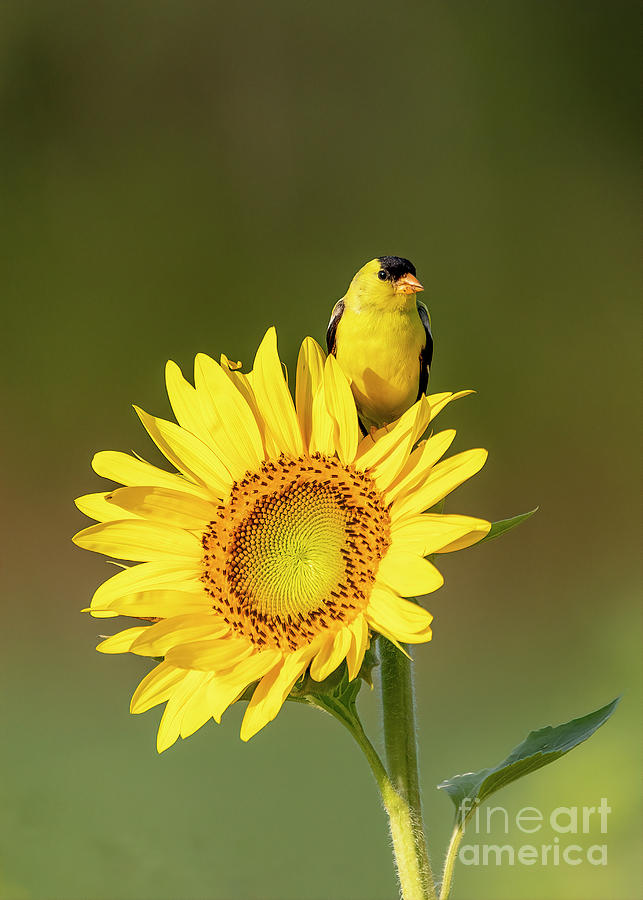 Sunflower Goldfinch Photograph by Teresa Jack