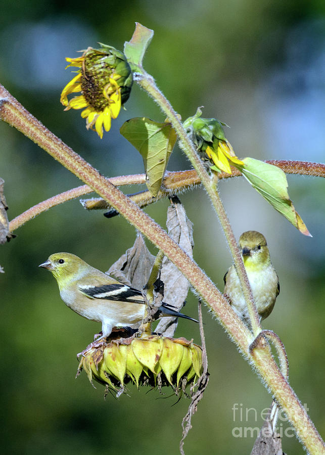 Sunflower Goldfinches Photograph by Kristine Anderson