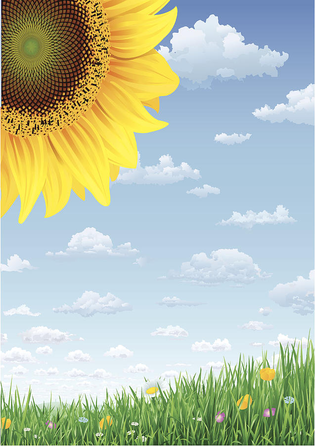 Sunflower Grass and Sky with Summerclouds Drawing by AlexvandeHoef