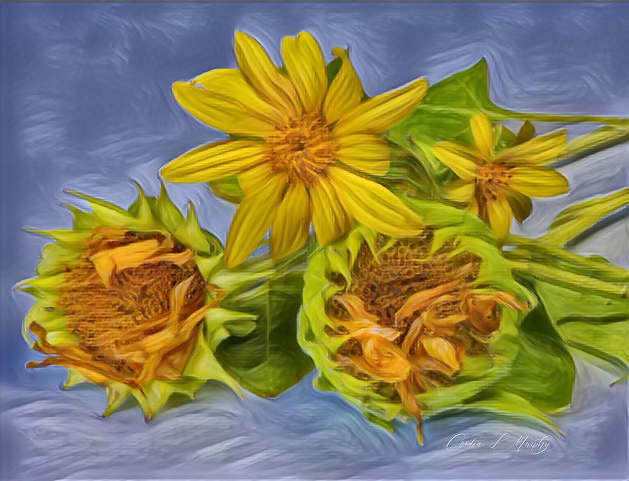 Sunflower Grown From Seeds Digital Art by Cordia Murphy