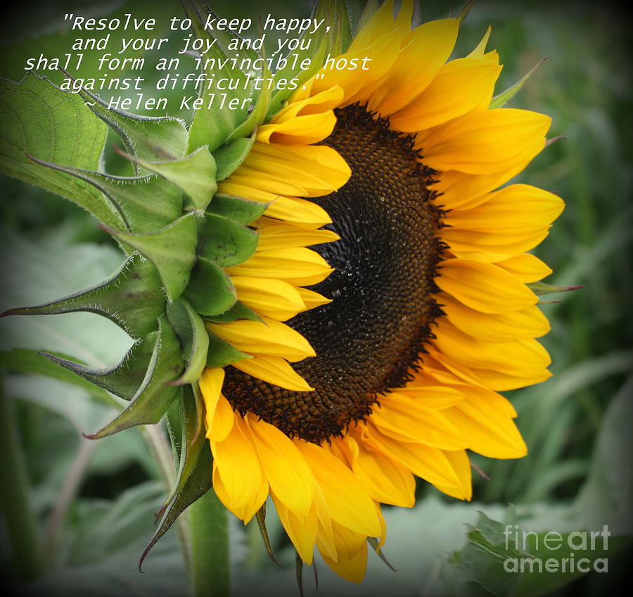 Sunflower Happiness Photograph By Dora Sofia Caputo