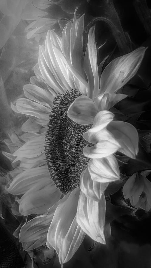 Sunflower Haze Bw Photograph