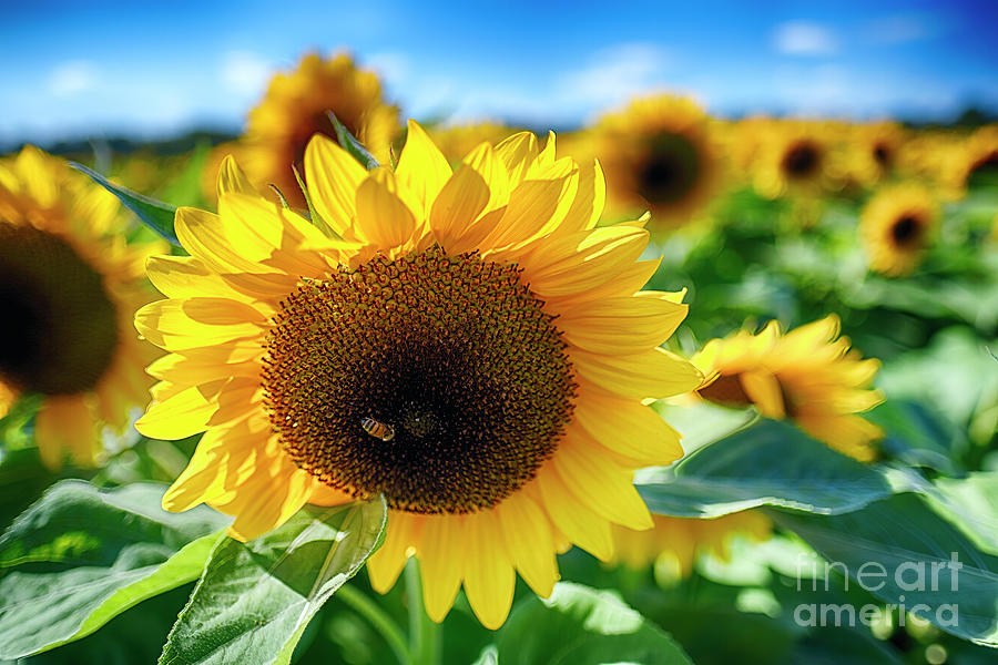 Sunflower Head Close Up In A Field, New Jersey Photograph