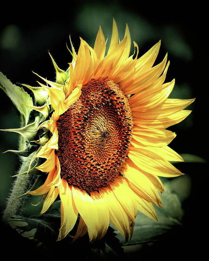 Sunflower Photograph - Sunflower Head Concentration by Bill Swartwout