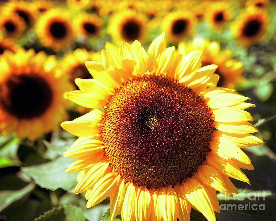 Sunflower Head in a Field Photograph by George Oze