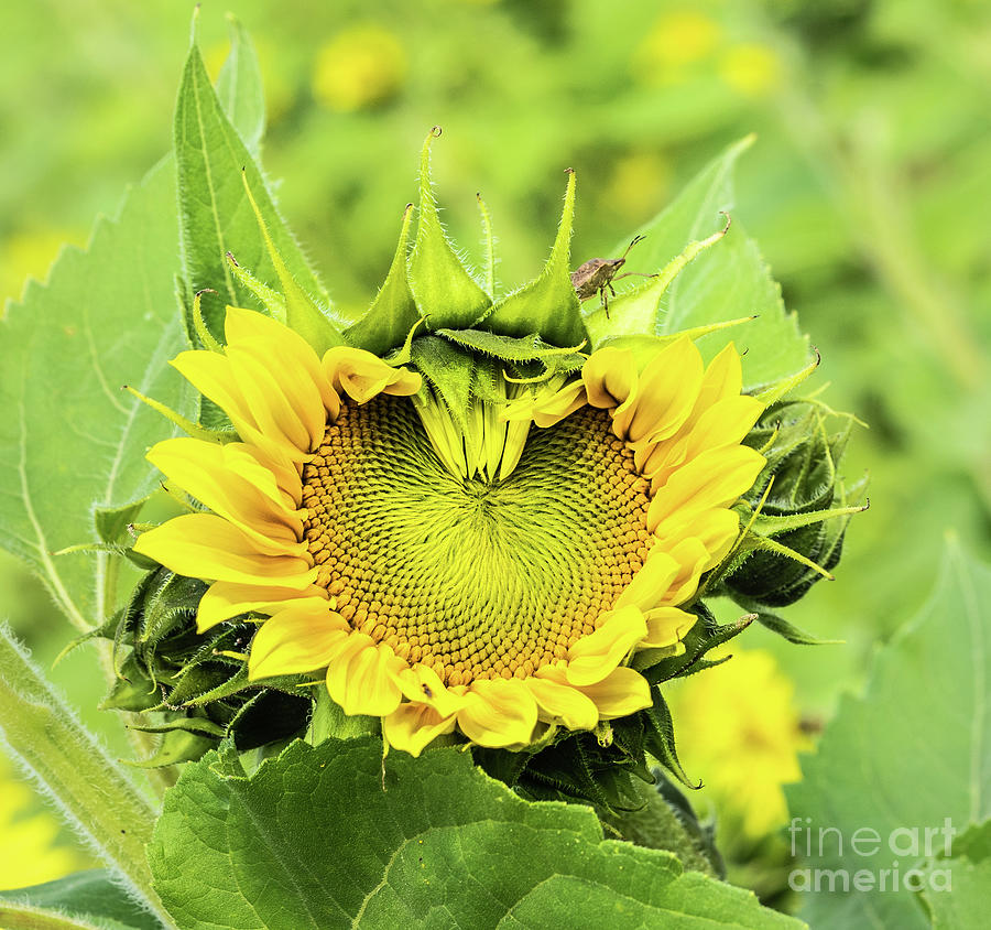 Sunflower Heart Photograph by Cathy Donohoue