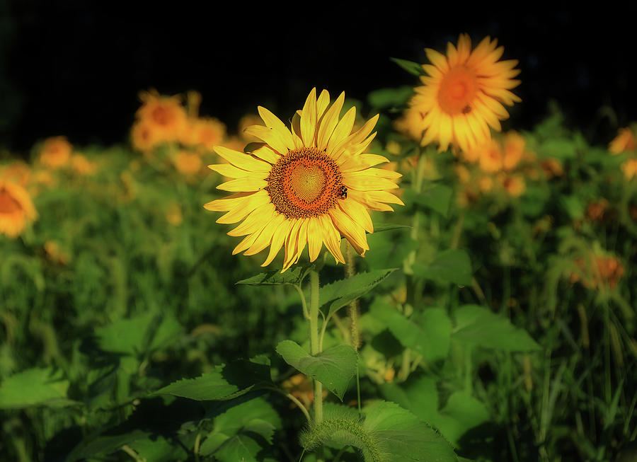 Sunflower Heart Photograph by Dan Sproul