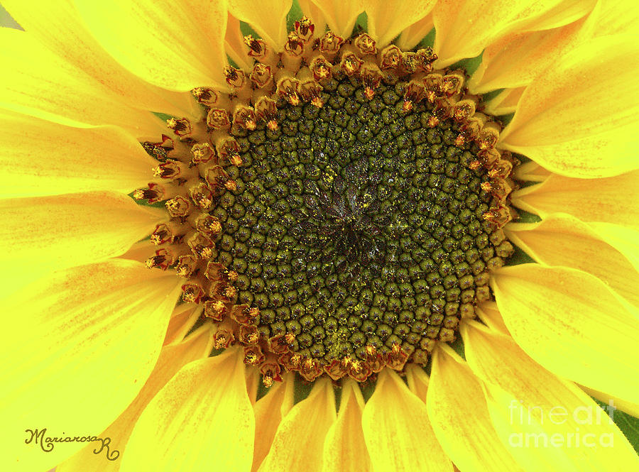 Sunflower Heart Photograph by Mariarosa Rockefeller