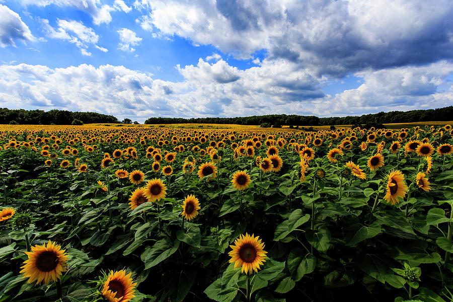 Sunflower Heaven Photograph by Neal Nealis