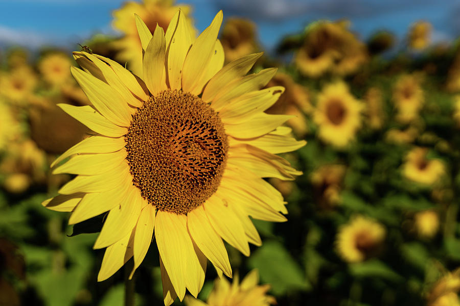 Sunflower Highlighted Photograph