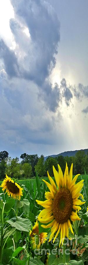 Sunflower Holy Spirit ADOVE V wide Photograph by GJ Glorijean