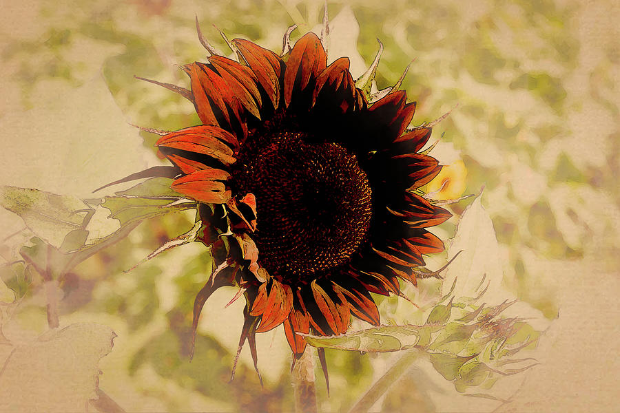 Sunflower II Photograph by Pete Federico
