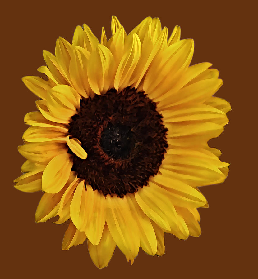 Sunflower Illustrated Digital Art Digital Art by Gaby Ethington