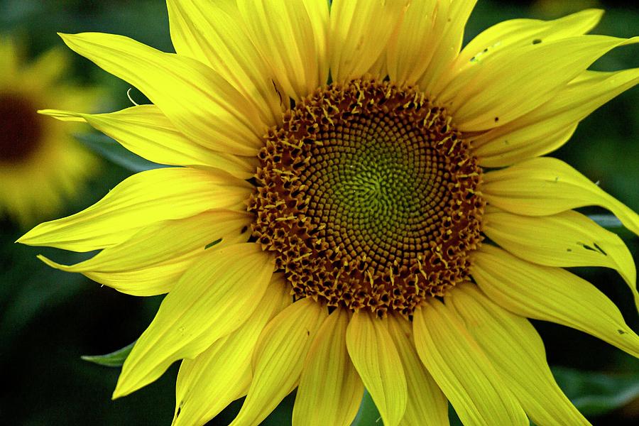 Sunflower Photograph by M Scott Photography - Fine Art America