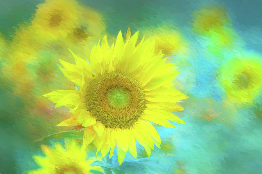 Sunflower in a field Photography Photograph by JBK Photo Art
