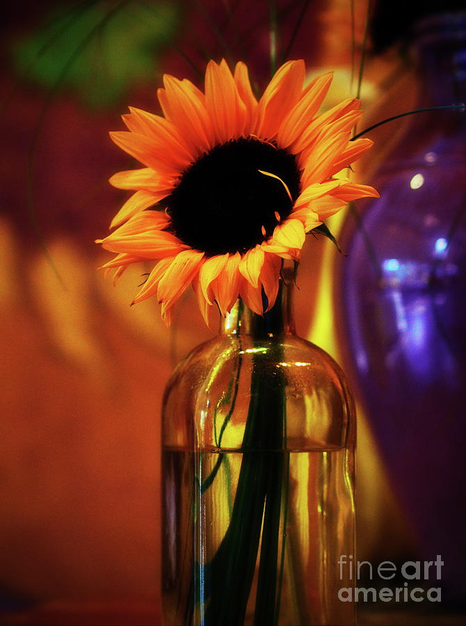 Sunflower in a glass vase Photograph by Amalia Suruceanu