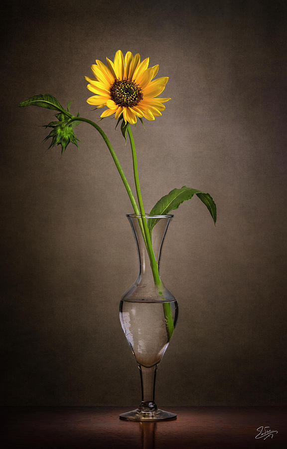 Sunflower In A Glass Vase Photograph by Endre Balogh