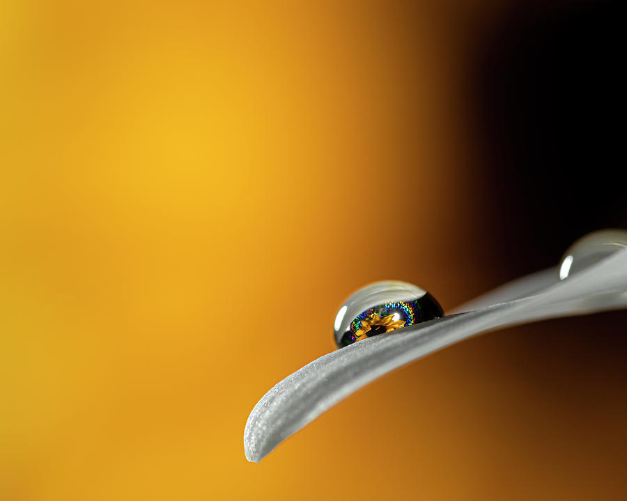 Sunflower in a Water Drop Art Photo Photograph by Lily Malor