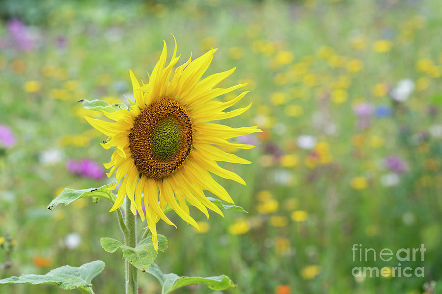Sunflower in an English Wildflower Meadow Photograph by Tim Gainey