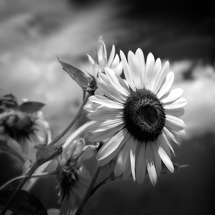 Sunflower Photograph - Sunflower In Black And White by Ann Powell