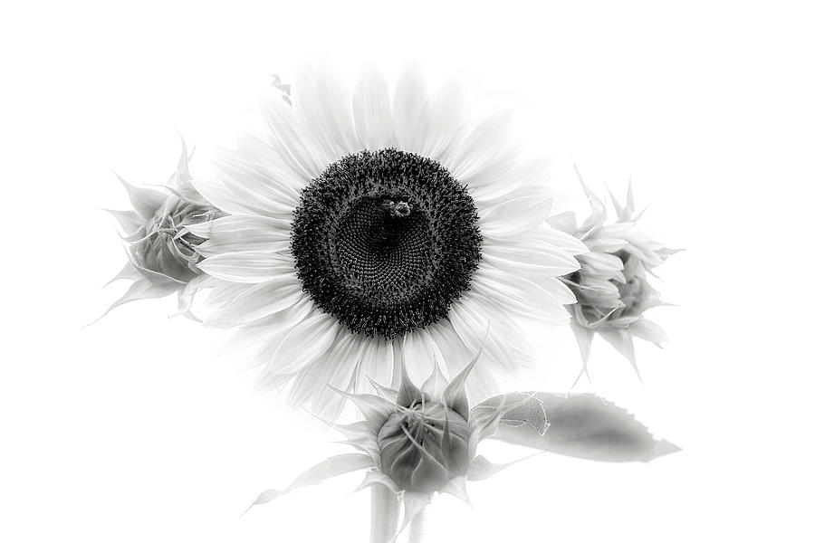 Sunflower in Black and White Photograph by Deborah Penland