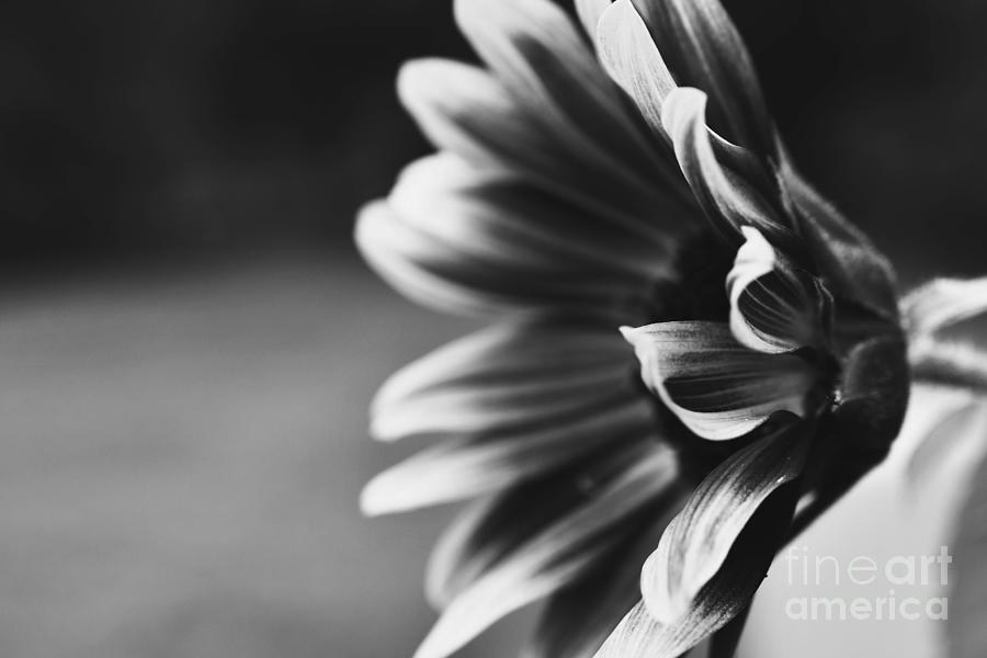 Sunflower In Black And White Photograph