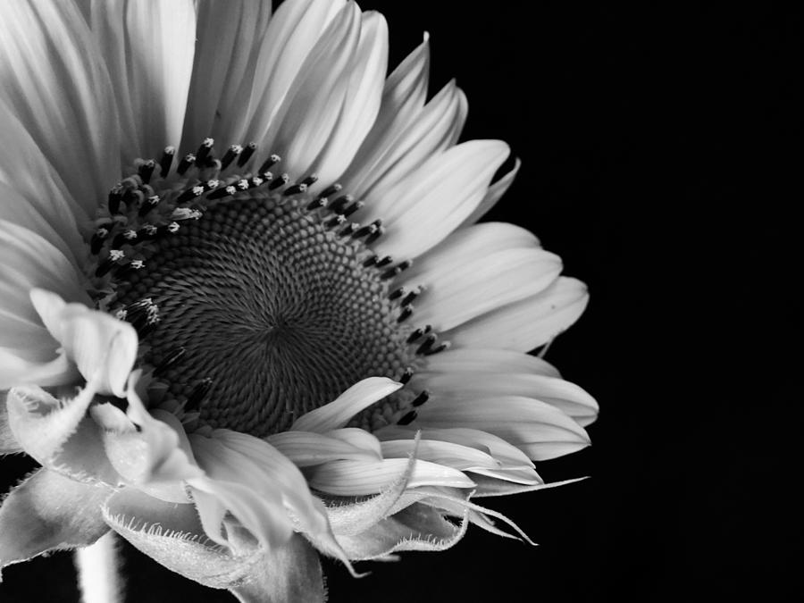 Sunflower in Black and White Photograph by Lillian Bell - Fine Art America