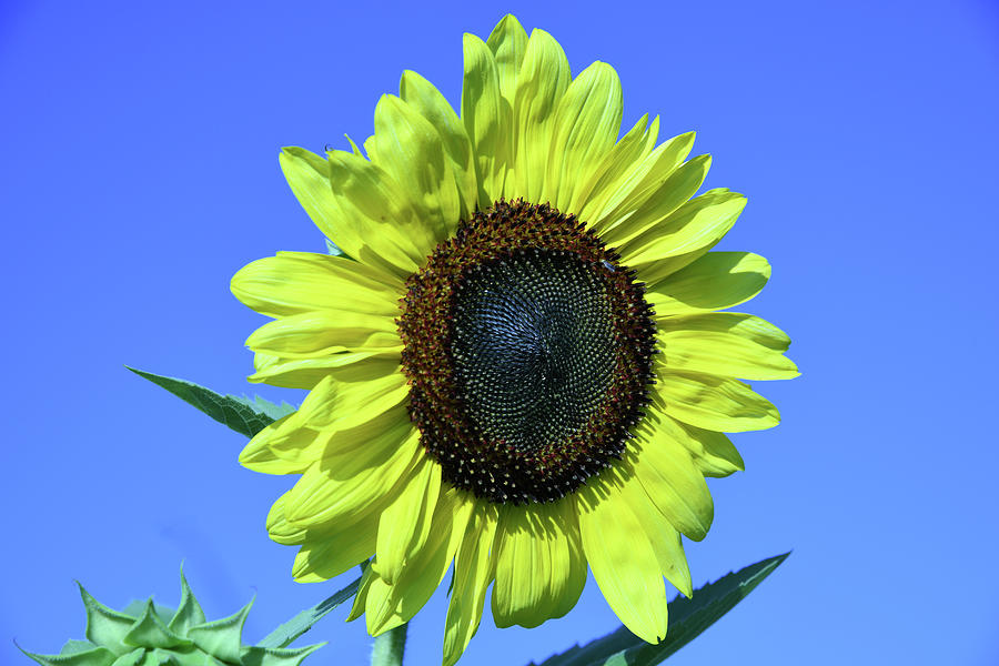 Sunflower In Breeze Photograph