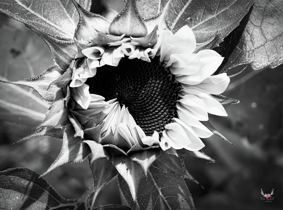 Sunflower in BW Photograph by Pam Rendall