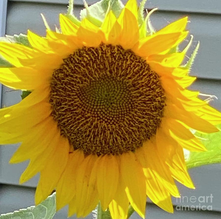 Sunflower in Clayton North Carolina Photograph by Catherine Ludwig Donleycott