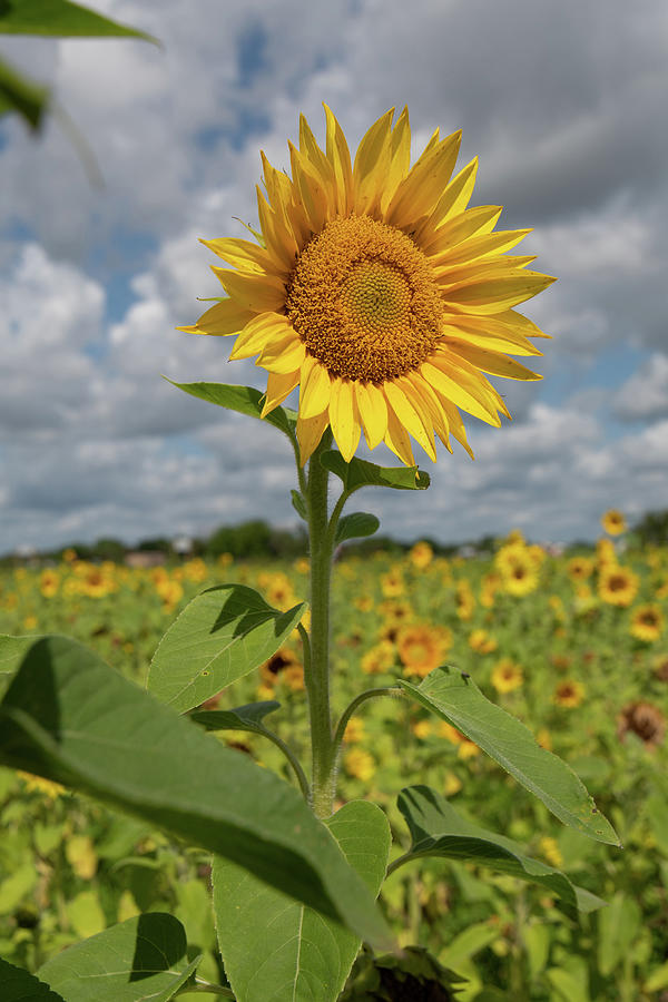 Sunflower in Field Photograph by Carolyn Hutchins