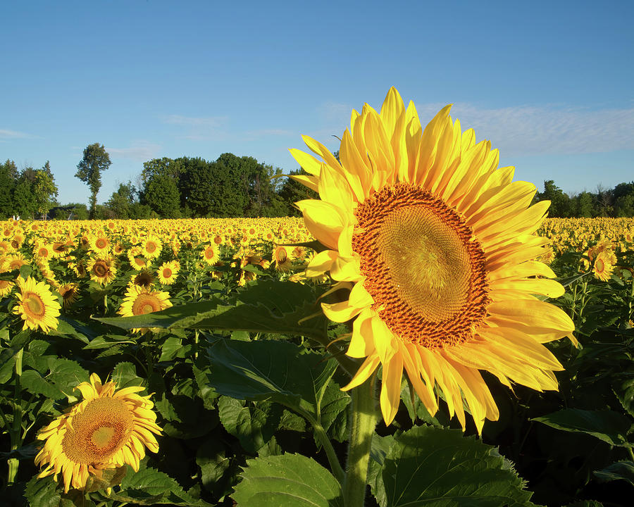 Sunflower in Field Photograph by Flinn Hackett