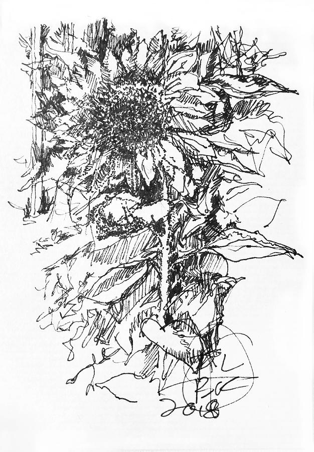 Sunflower -- Giverny, France Drawing