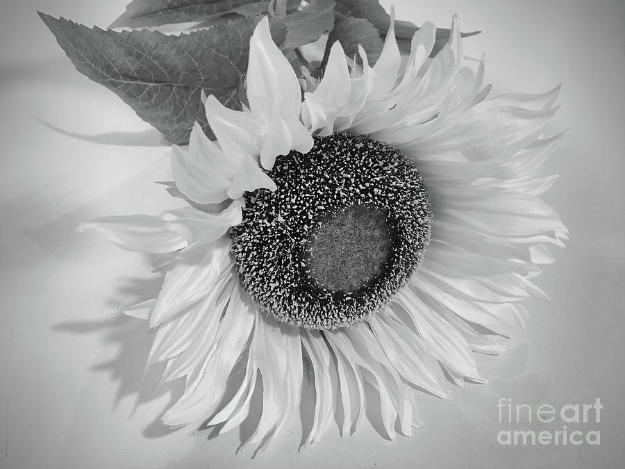 Sunflower In Monochrome Photograph by Jeannie Rhode