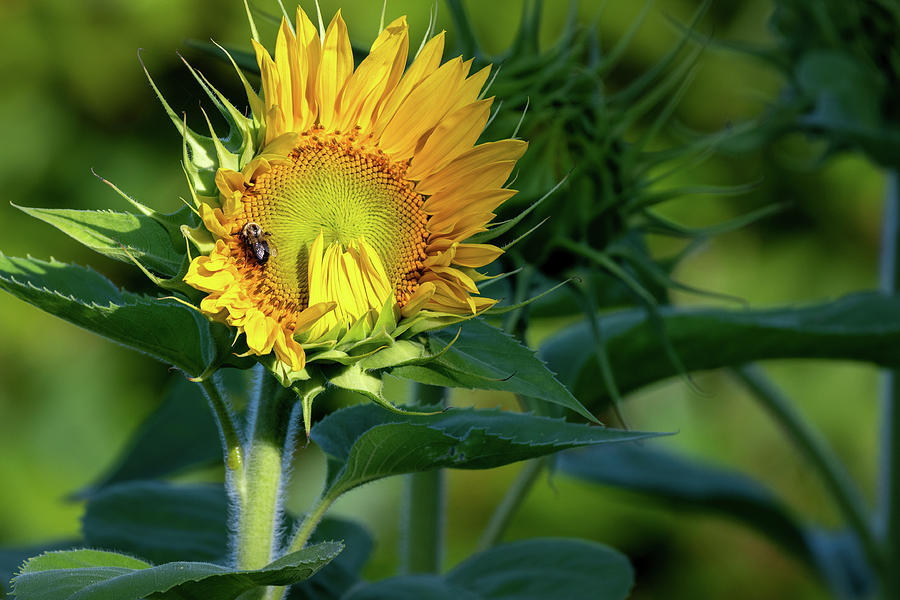 Sunflower Photograph - Sunflower in Morning Light by Bill Wakeley