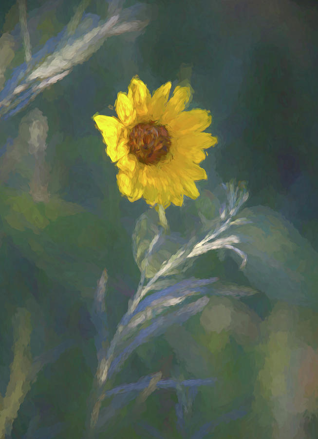 Sunflower In Morning Light Photograph