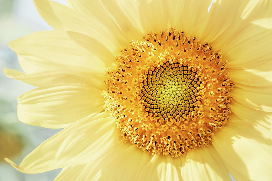 Sunflower in Pastel Photograph by Ada Weyland