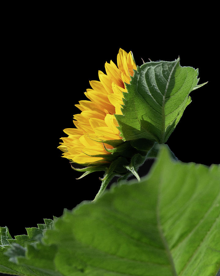 Flower Photograph - Sunflower in Profile by Phil And Karen Rispin