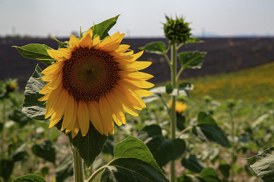 Sunflower in Provence Photograph by Rob Hemphill