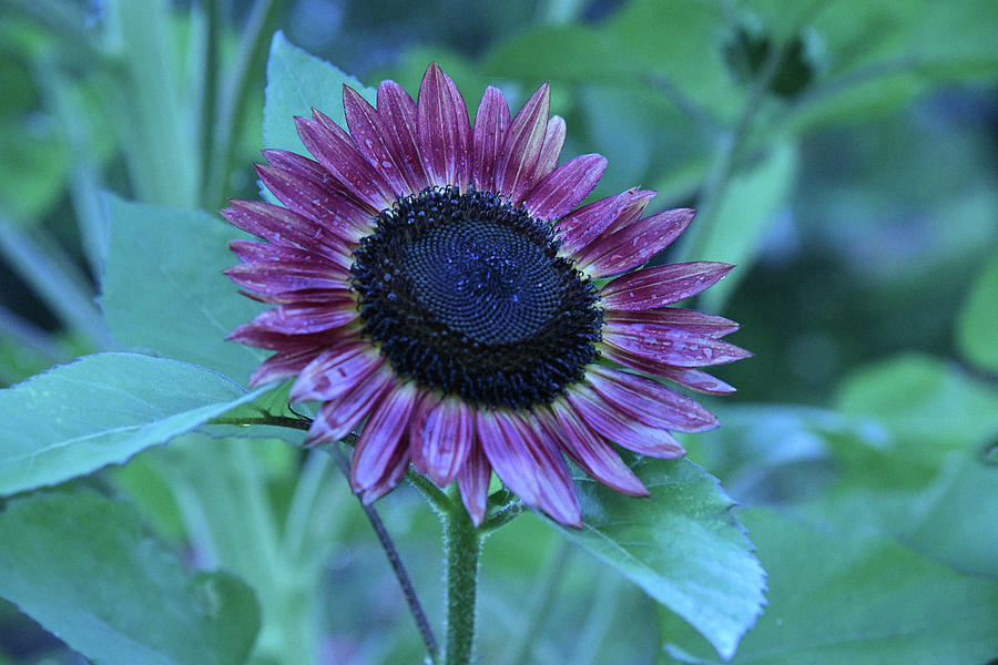 Sunflower In Purple Photograph