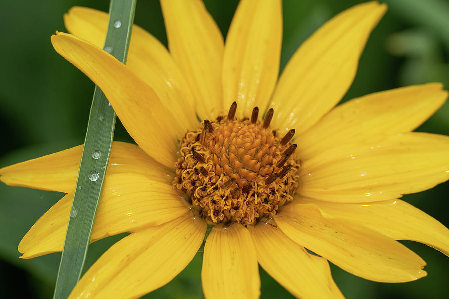 Sunflower in Rain Photograph by Brooke Bowdren