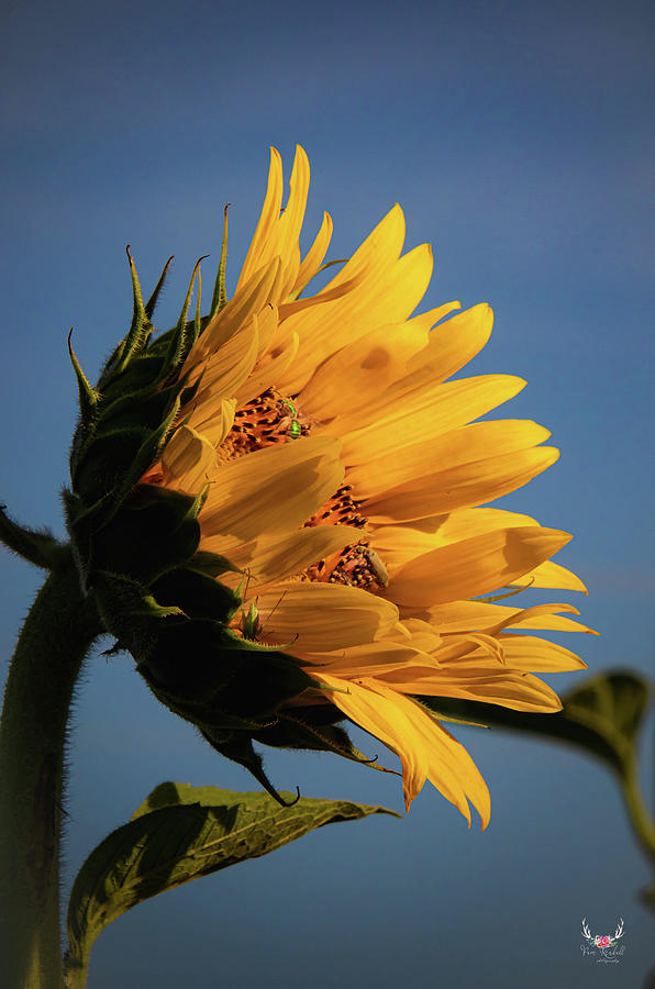 Sunflower in Summer Photograph by Pam Rendall