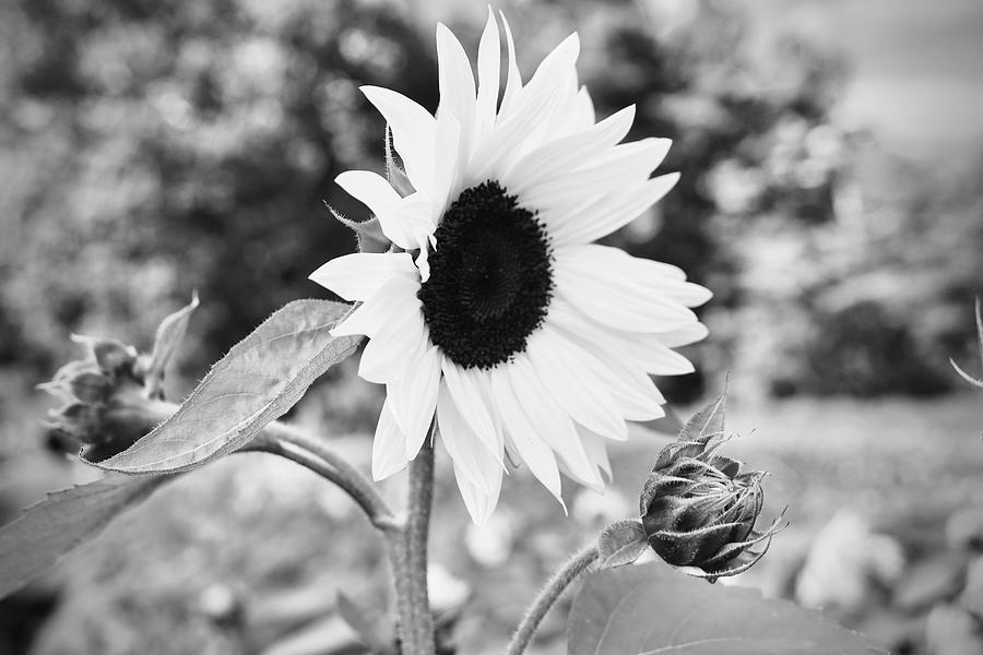 Black and White Sunflower Photograph by Lisa Cuipa - Fine Art America