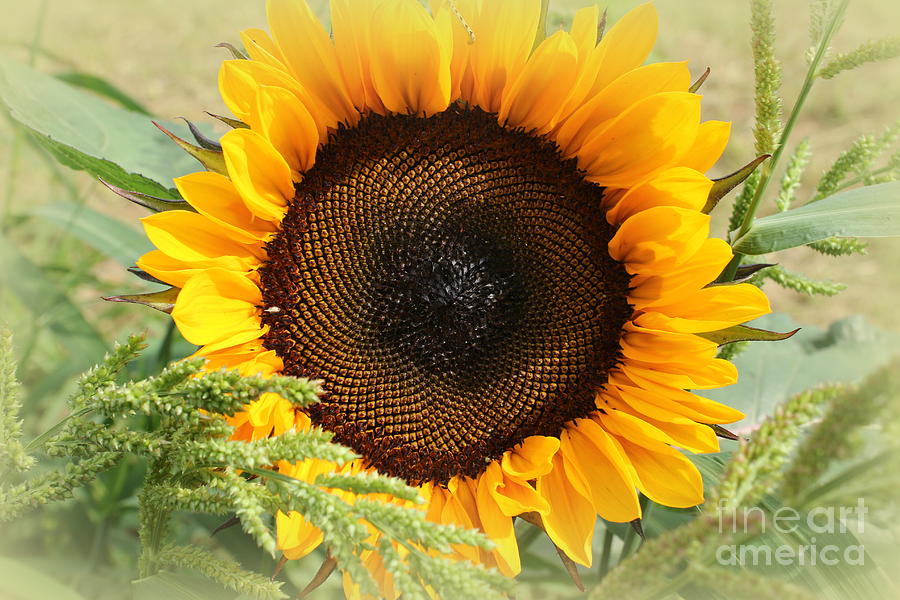 Sunflower Beauty #2 Photograph by Dora Sofia Caputo