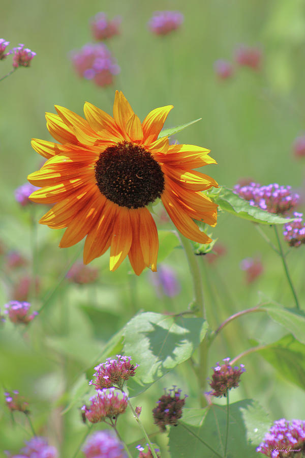 Sunflower In The Garden Photograph by Linda Sannuti