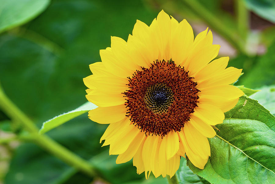 Sunflower in the Green Photograph by Jessica McCosker - Fine Art America